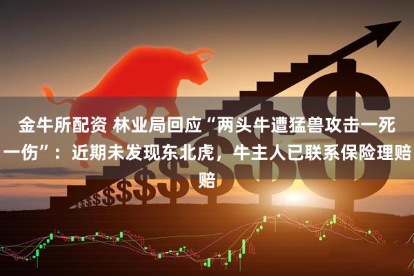 金牛所配资 林业局回应“两头牛遭猛兽攻击一死一伤”：近期未发现东北虎，牛主人已联系保险理赔